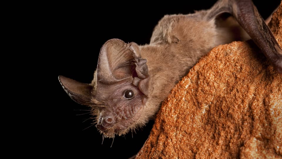 Mexikanische Bulldoggfledermaus (Tadarida brasiliensis)