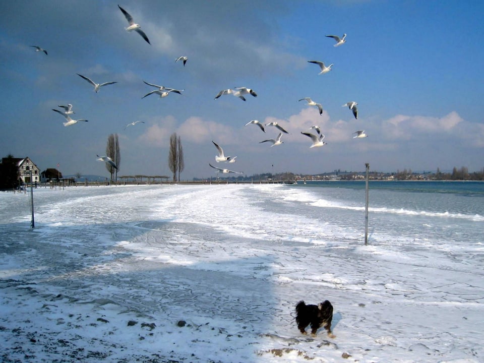 Ein Hund spaziert dem vereisten Ufer entlang. Am Himmel fliegen Möven.