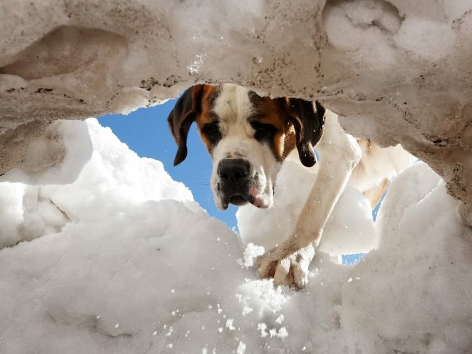 Bernhardiner-Hund im Schnee.