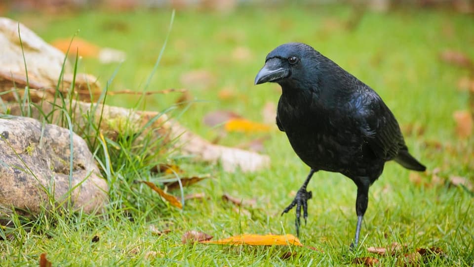 Rabenkrähe auf einer Wiese