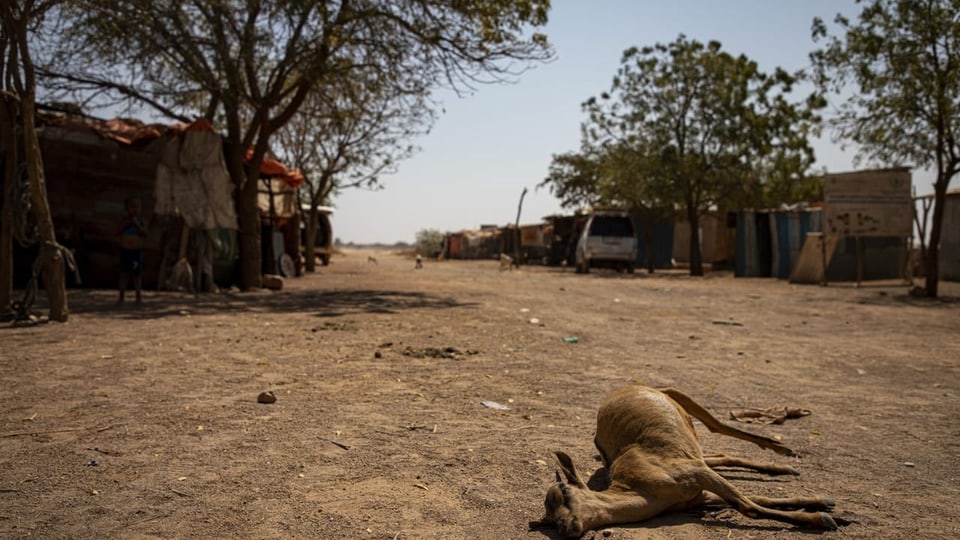 Totes Nutztier liegt in Siedlung in Somalia