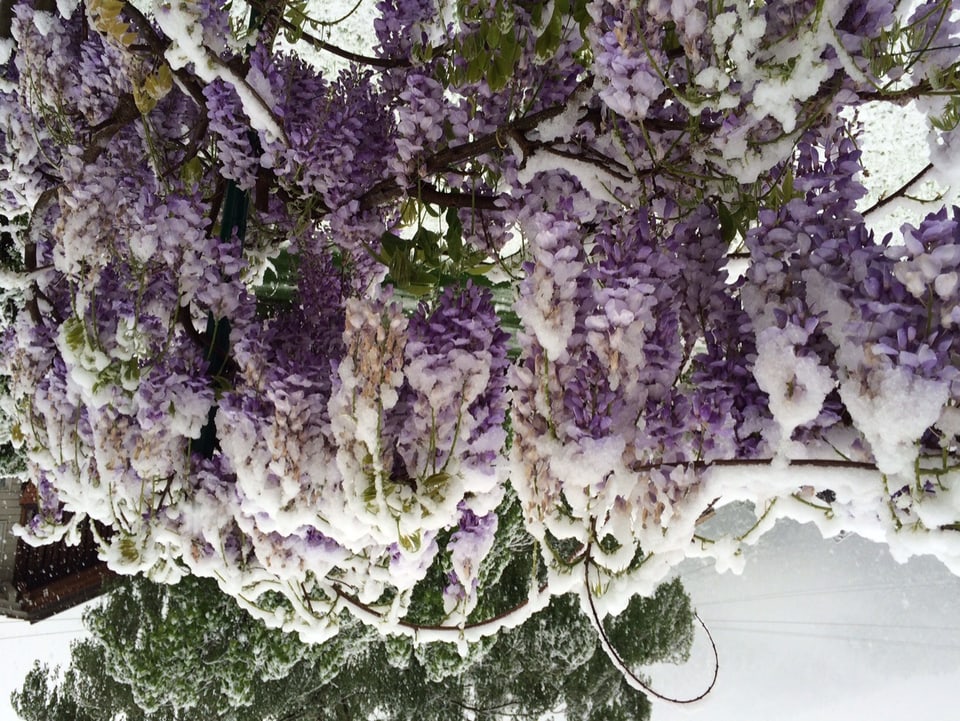 Ein Garten in Wilderswil wird von einer Schneeschicht überzogen. Ein nicht allzu gewöhnliches Bild für den Mai.