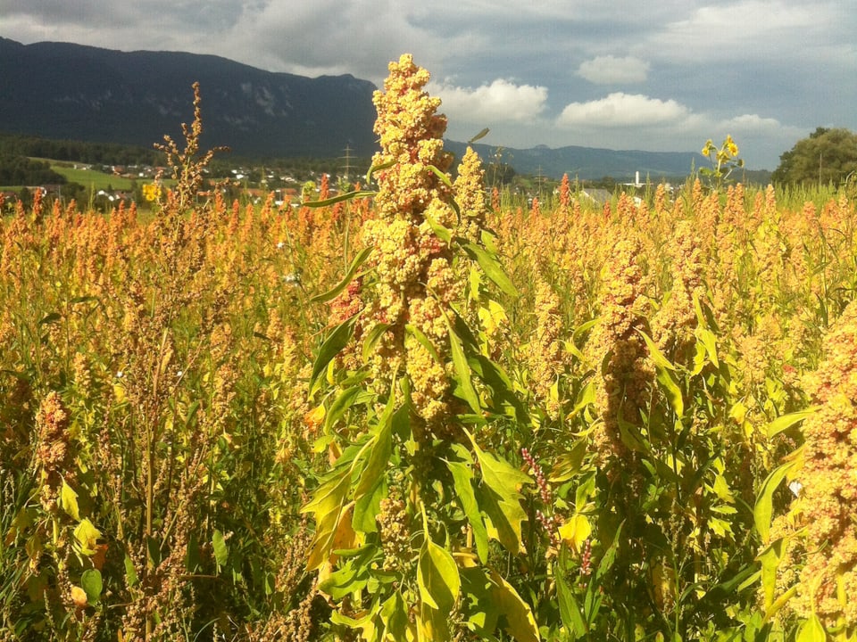 Quinoa Pflanze gelb