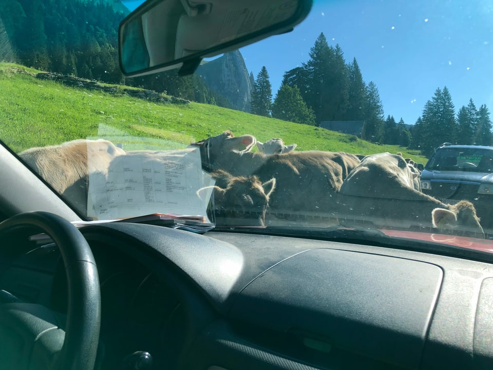Kühe stehen vor dem Auto.