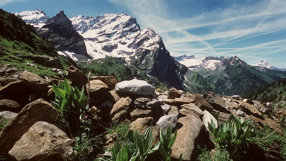 Berg, davor Alpenflora