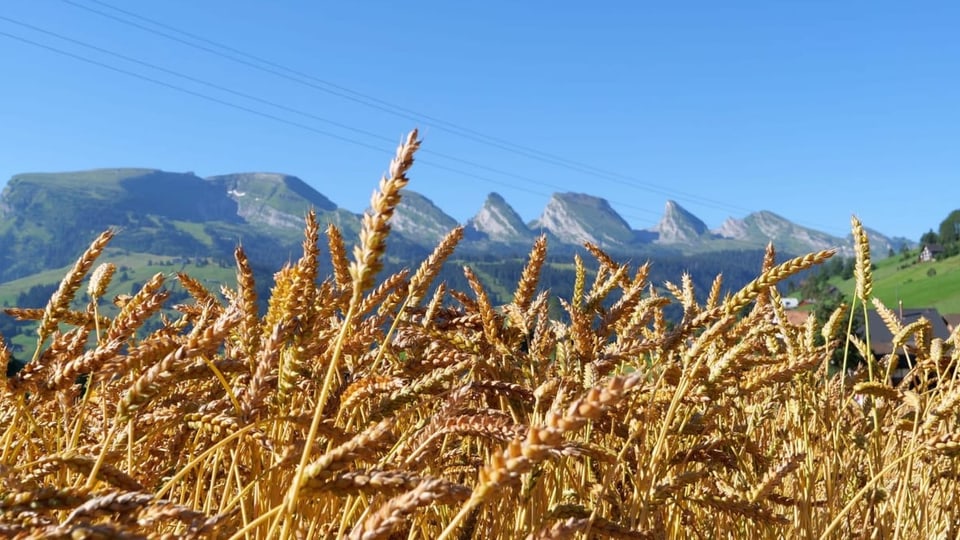 Korn und Berge im Hintergrund