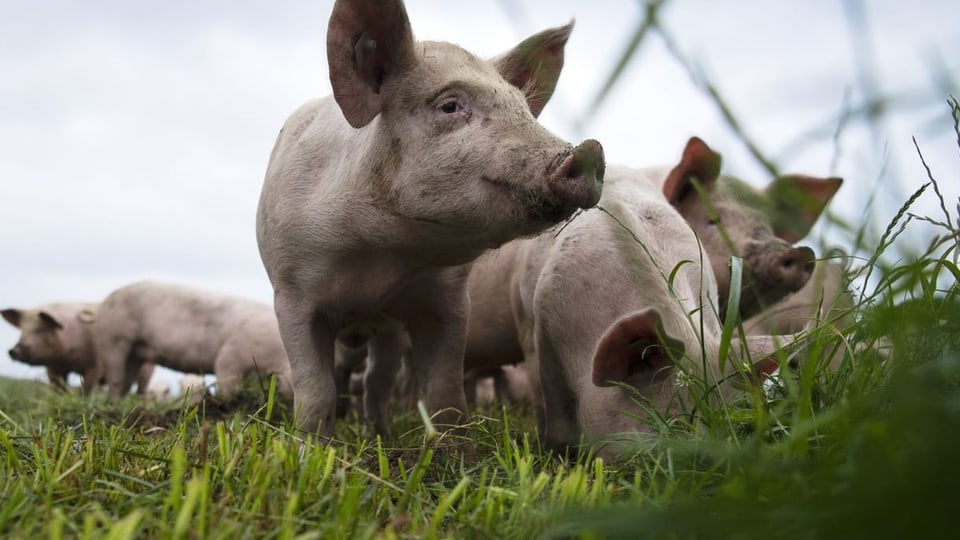 Freilaufende Schweinchen