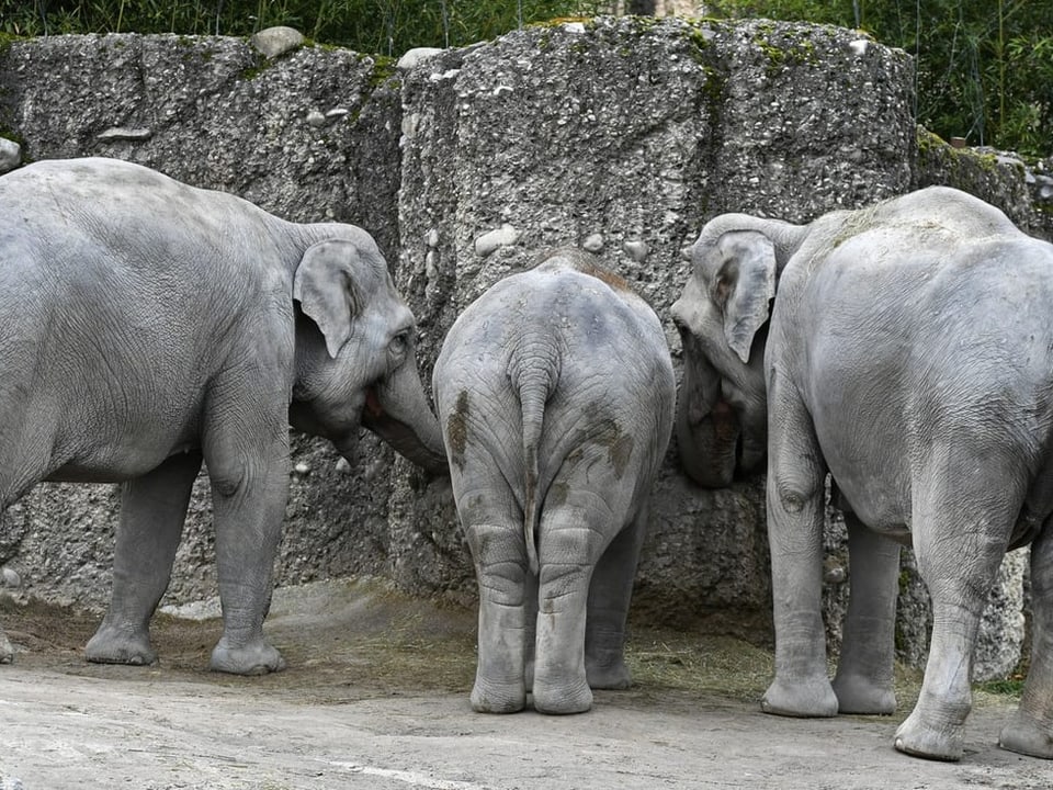 Drei Elefanten stehen zusammen