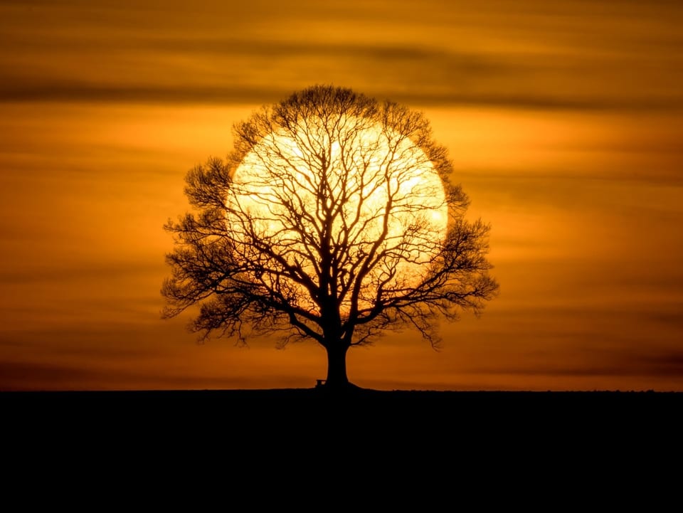 Sonnenuntergang mit Schleierwolken hinter einem einsamen Baum