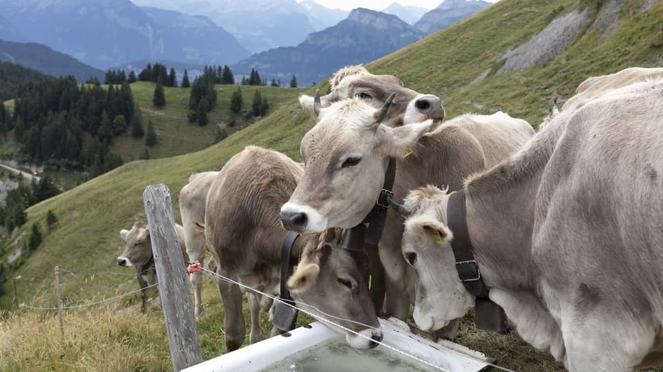 Kühe trinken Wasser in den Bergen.