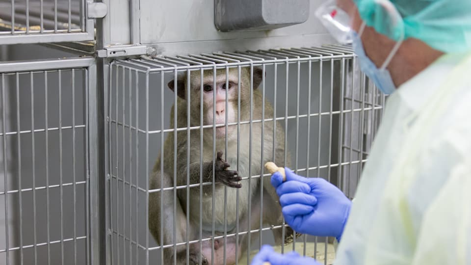 Affe in einem Käfig, ein Wissenschaftler in Schutzanzug gibt ihm eine Erdnuss.