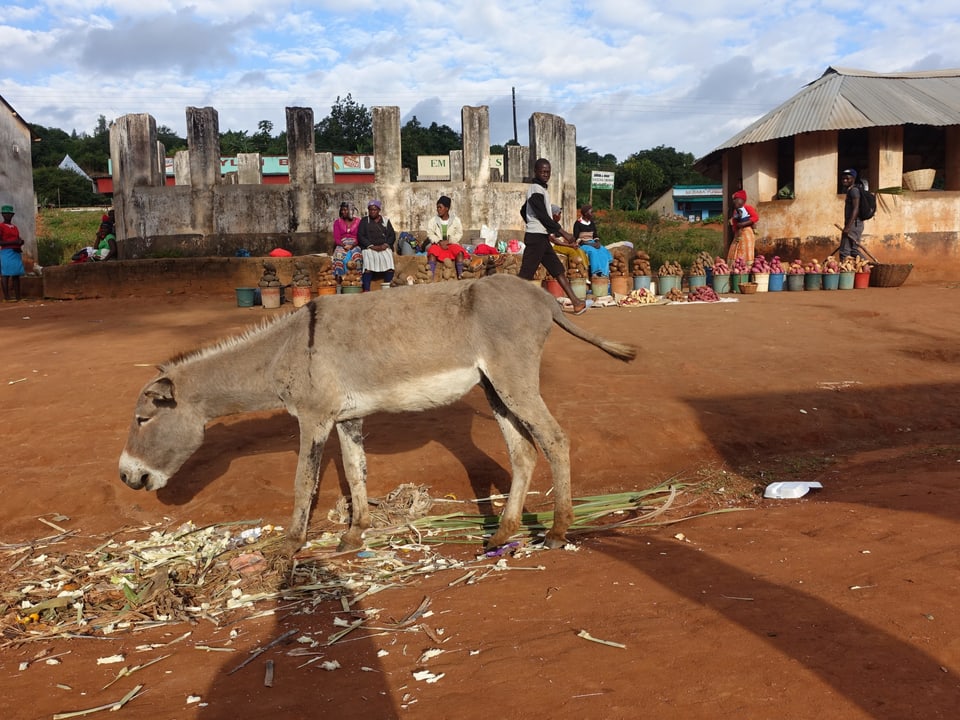 Minimarkt am Stadtrand von Harare. Im Vordergrund frisst ein Esel Grünzeug.