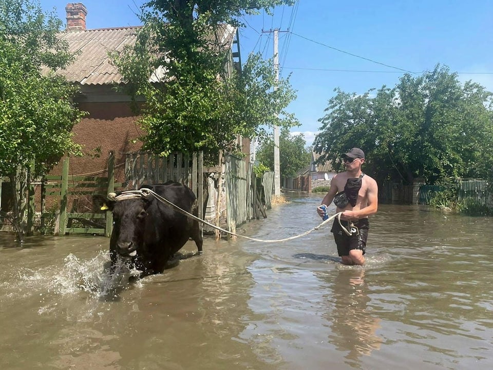 Ein Mann läuft mit einer Kuh durch Wasser, das eine Strasse überflutet hat.