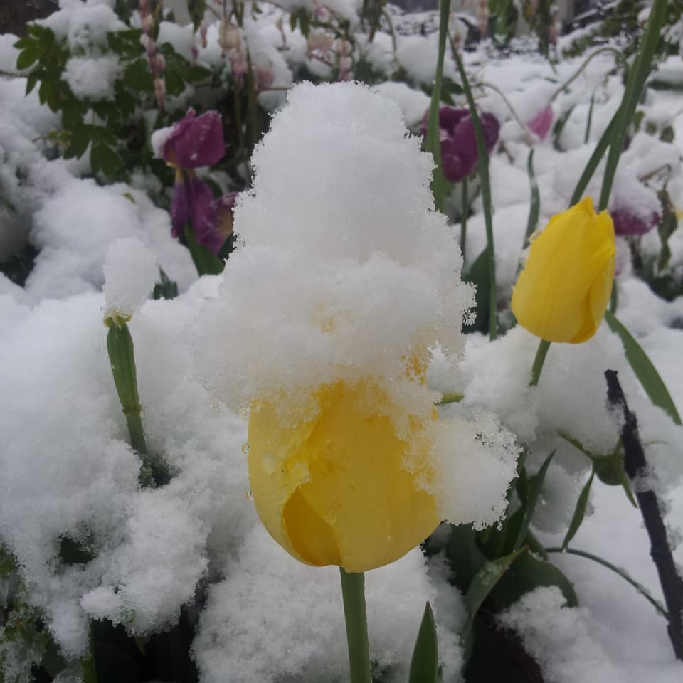 Tulpe im Schnee.