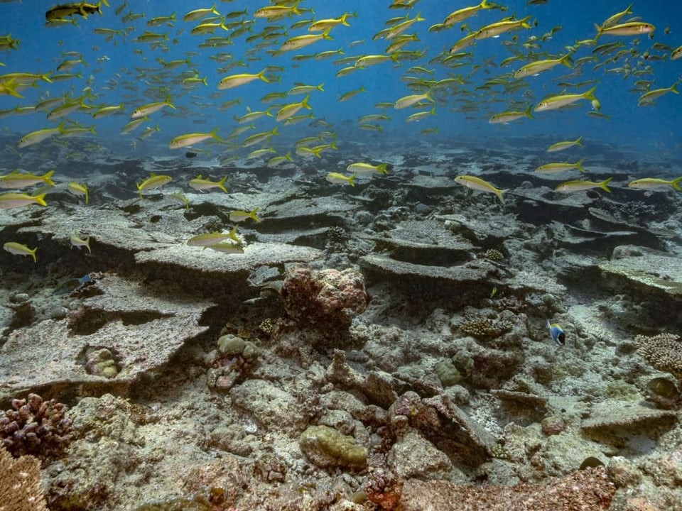Unterwasseraufnahme mit abgestorbenen Korallen und schwimmenden Fischen.