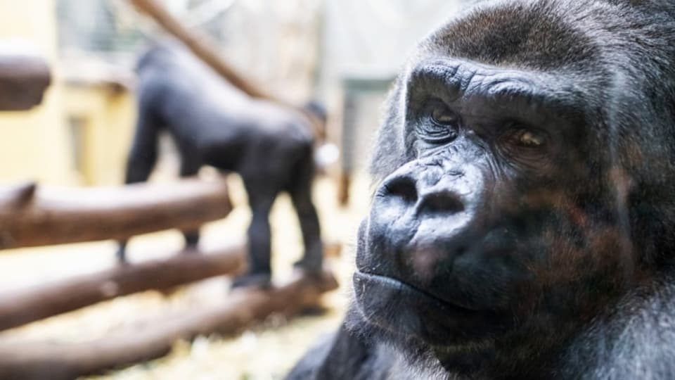 Deutliches Nein: Forderung nach Grundrechten für Affen scheitert