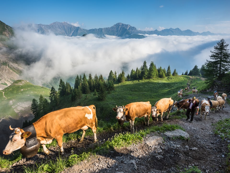 Alpaufzug auf die Engstligenalp BE. Viele Kühe und 2 Hirten laufen den Wanderweg hinauf. Im Hintergrund sieht man Nebel, welcher sich ins Tal schleicht. 