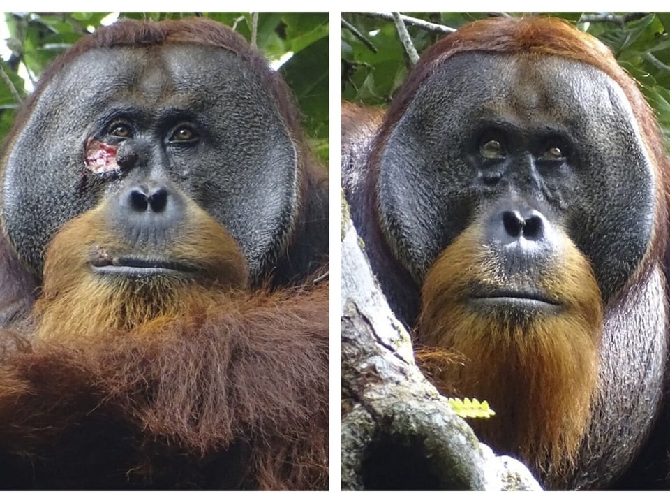 Zwei Porträts eines Orang-Utans mit einer Verletzung im Gesicht, auf einem Baum sitzend.