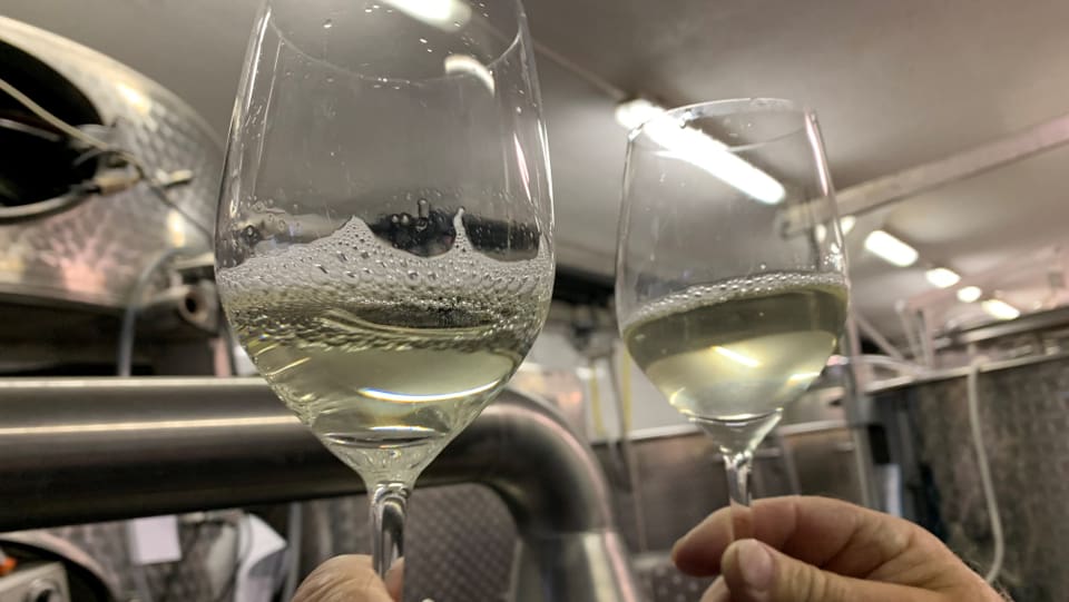 Links ein Glas mit Wein, der bereits filtriert wurde, rechts das Glas mit dem noch trüben und unfiltrierten Wein.