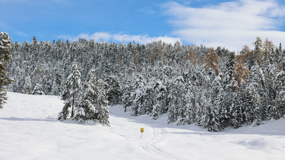 Verschneite Winterlandschaft mit Bäumen am Ofenpass.