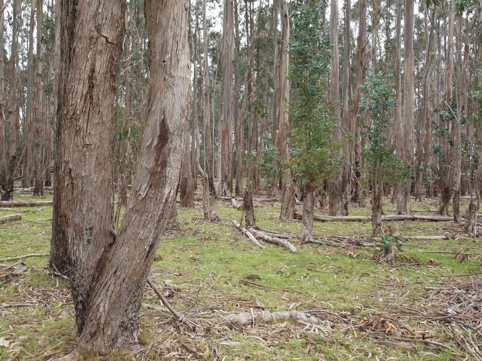 Eukalyptuswald auf der Osterinsel