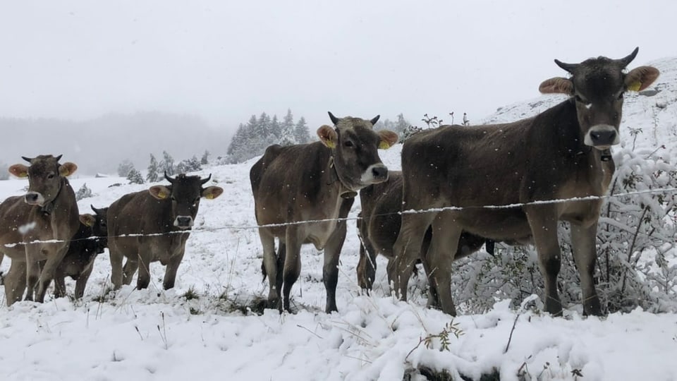 Der Alpabzug in Lumnezia endet für die Kühe im Schnee