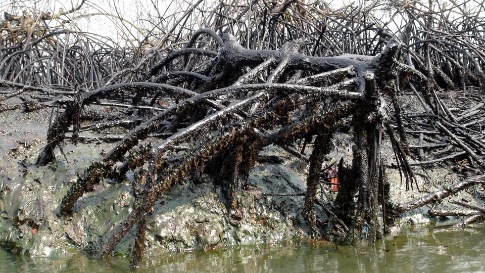 Mangroven im Nigerdelta am Flussufer, die mit einem dicken Ölfilm belegt sind.