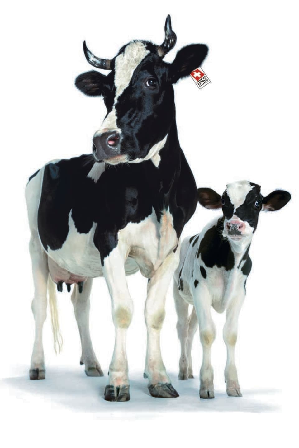 «Publikumsliebling» behornte Kuh Lovely der Werbekampagne von Swissmilk.