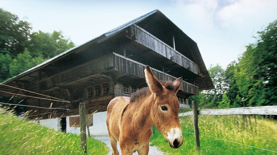 Esel vor einem alten Haus.