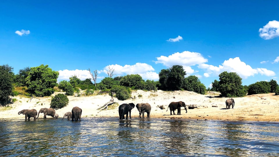 Eine Gruppe Elefanten steht an einem Fluss in Botswana. Darüber liegt ein stahlblauer Himmel.