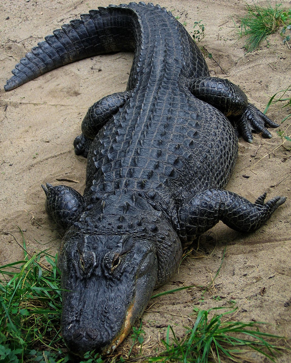 Ein Mississippi-Alligator auf einer Sandbank im Columbus Zoo in Powell im US-Bundesstaat Ohio.