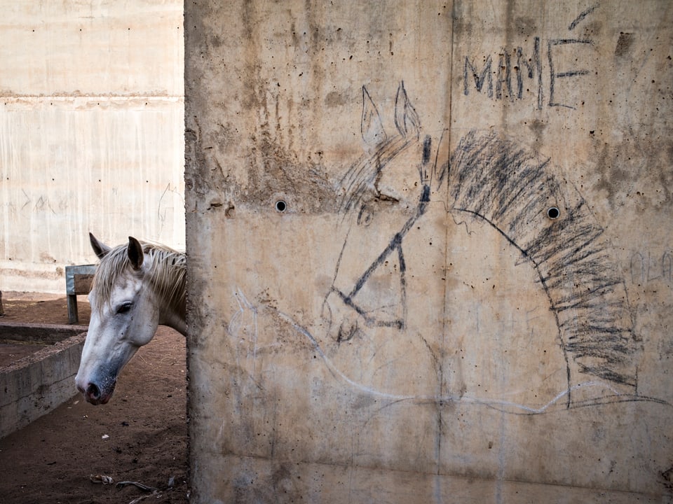 Ein Pferd hinter einer Betonmauer, auf die jemand ein Pferd gezeichnet hat.