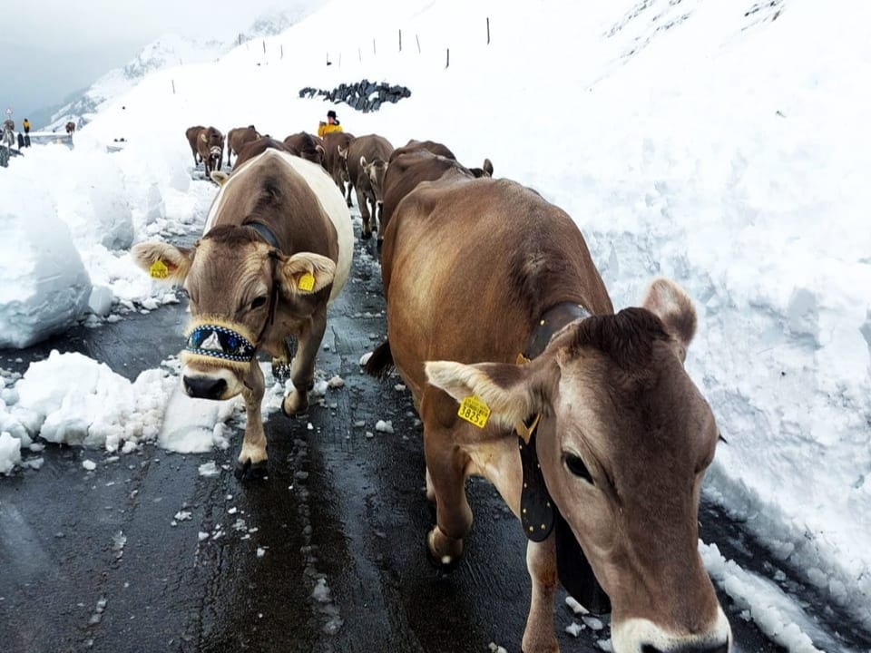 Kühe laufen auf einer verschneiten Strasse.