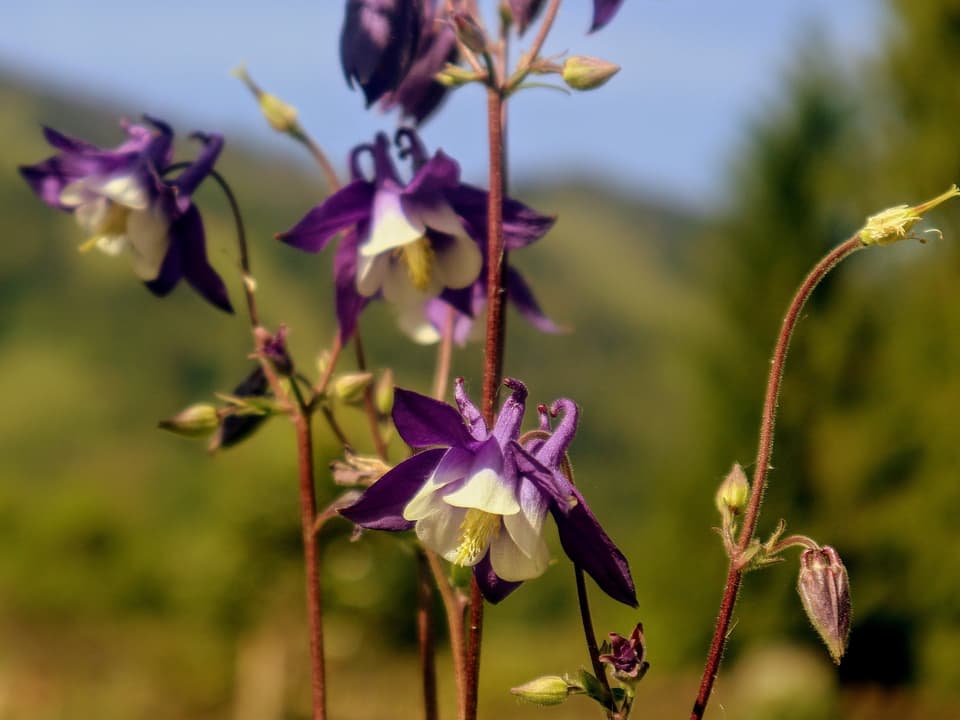 Eine violett-weisse Glockenblume in Blüte.