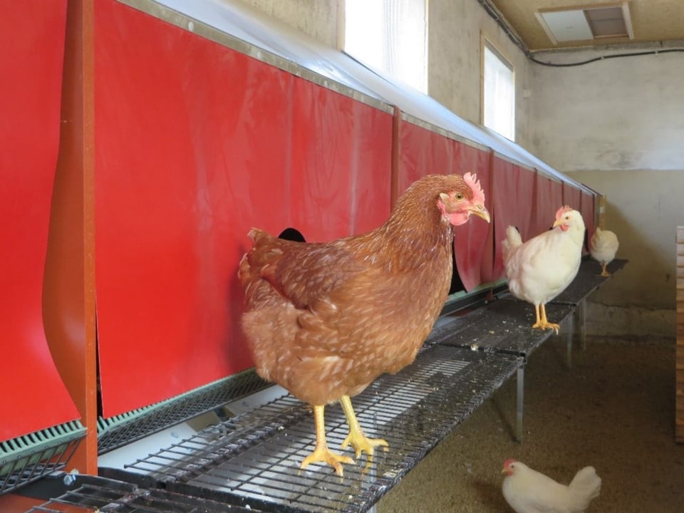 Hühner auf einem Metallgestell in einem Stall.