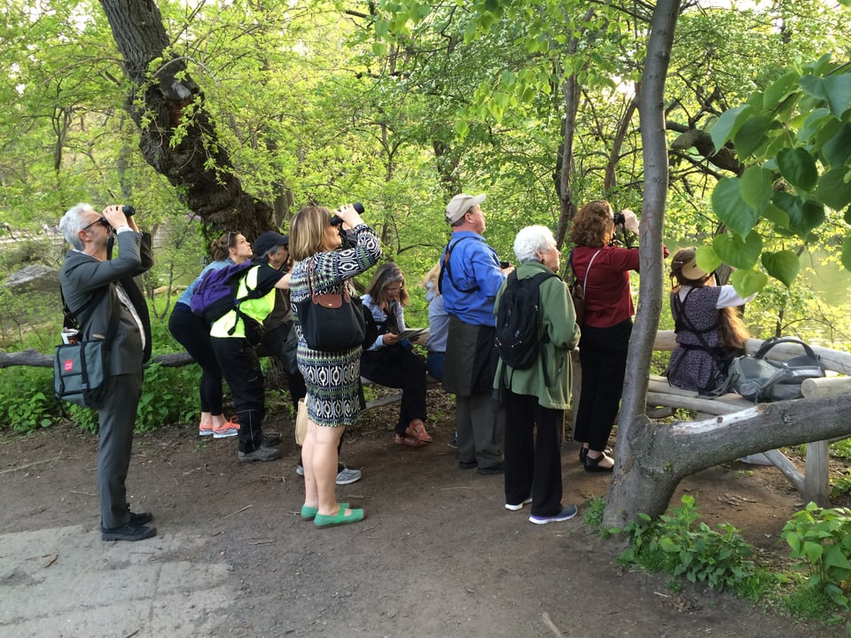 Eine Gruppe von Menschen hat sich im Central Park in New York versammelt, um Vögel zu beobachten.