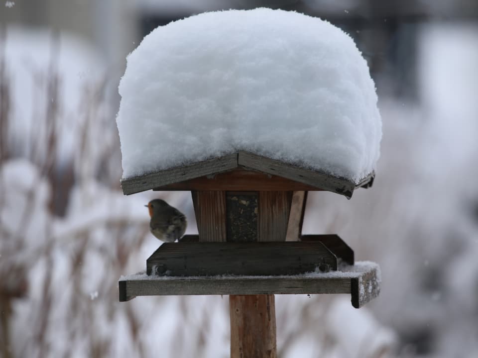Ein Vogelhaus mit einem 20-Zentimeter-Schneedach.