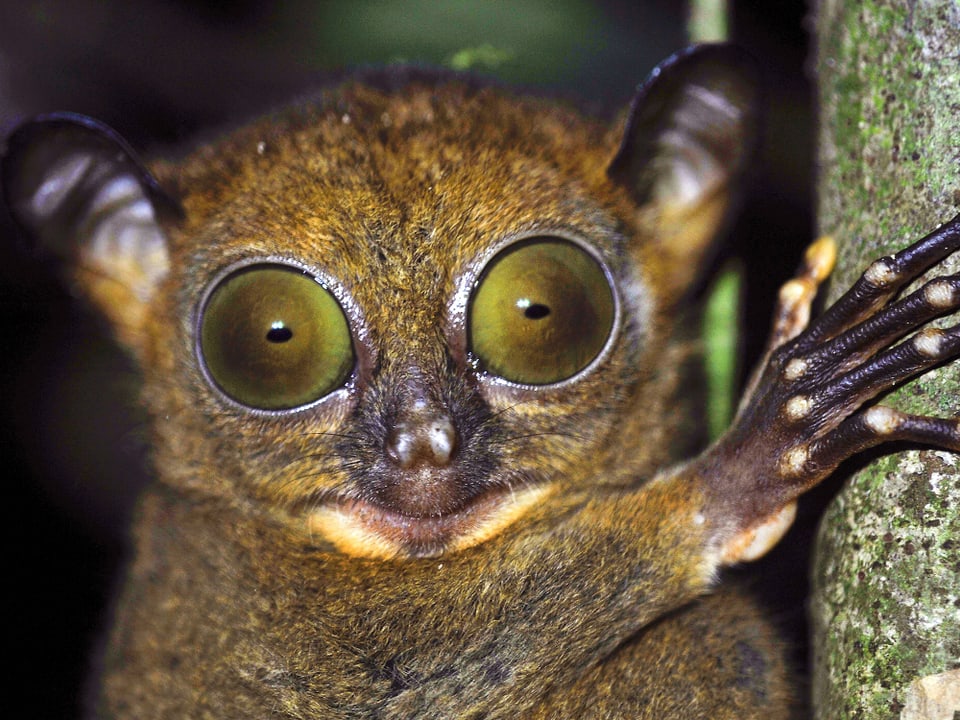 Kleines pelziges ZTIer mit riesigen Augen starrt in die Kamera