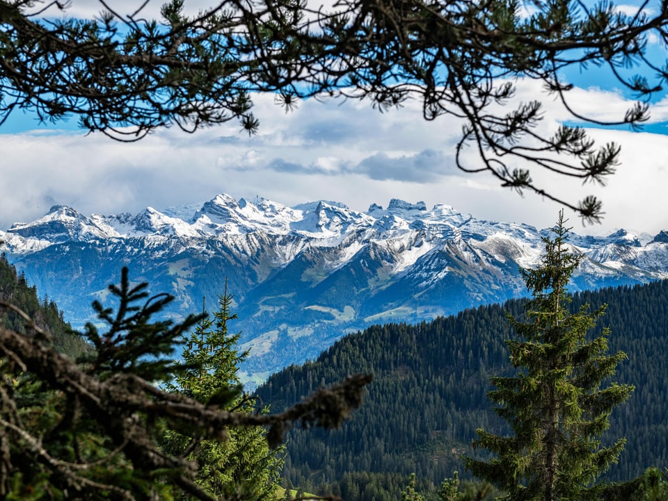 Ausblick aus dem Wald auf Schneeberge im Hintergrund.
