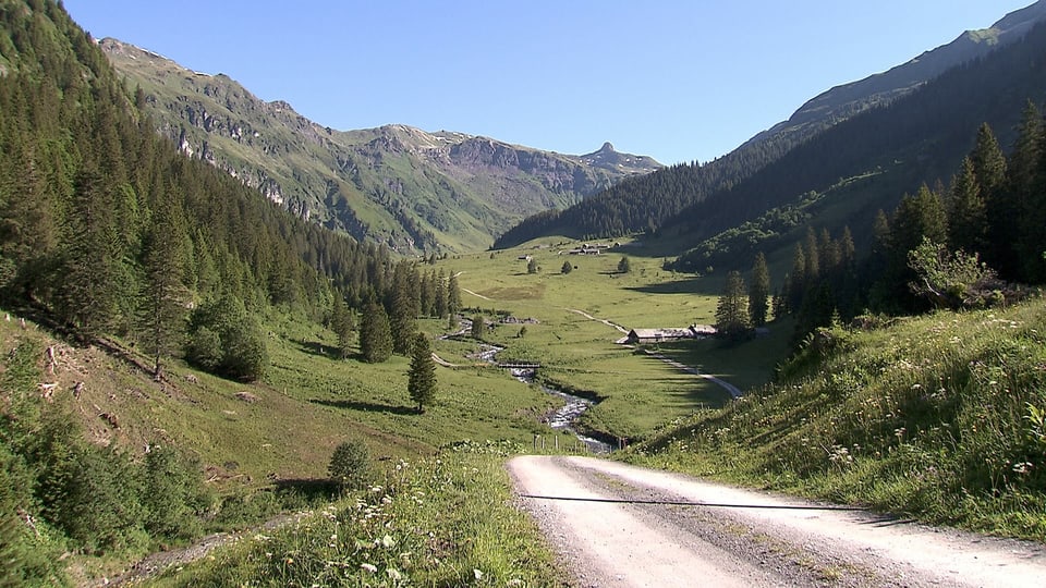 Ein Bergtal mit Wald und Bach