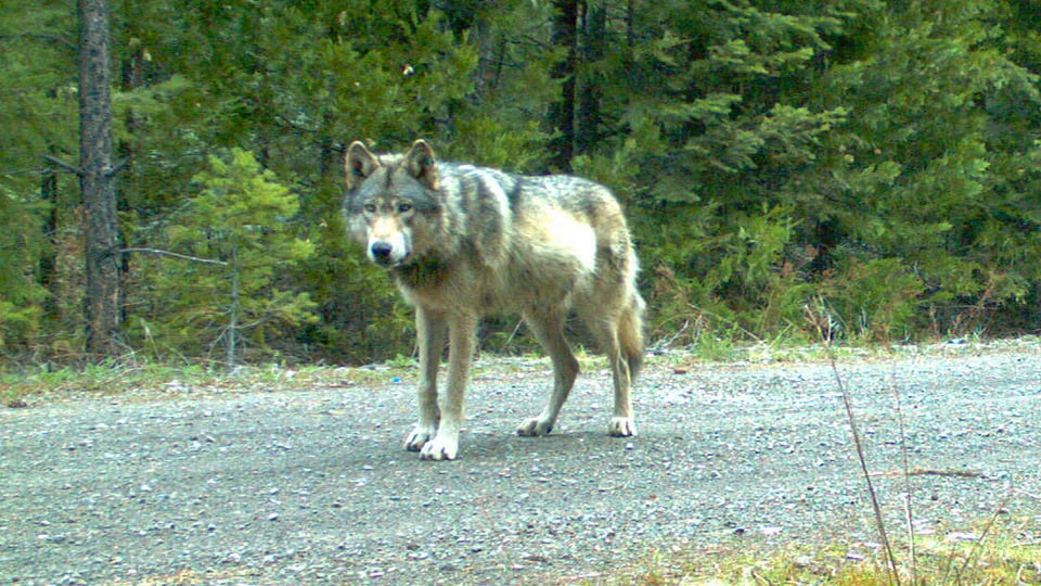 Wolf auf Strasse