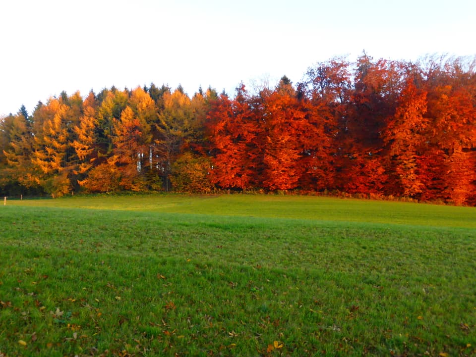 Eine Wiese im Vordergrund, im Hintergrund Bäume mit roten und gelben Blättern.