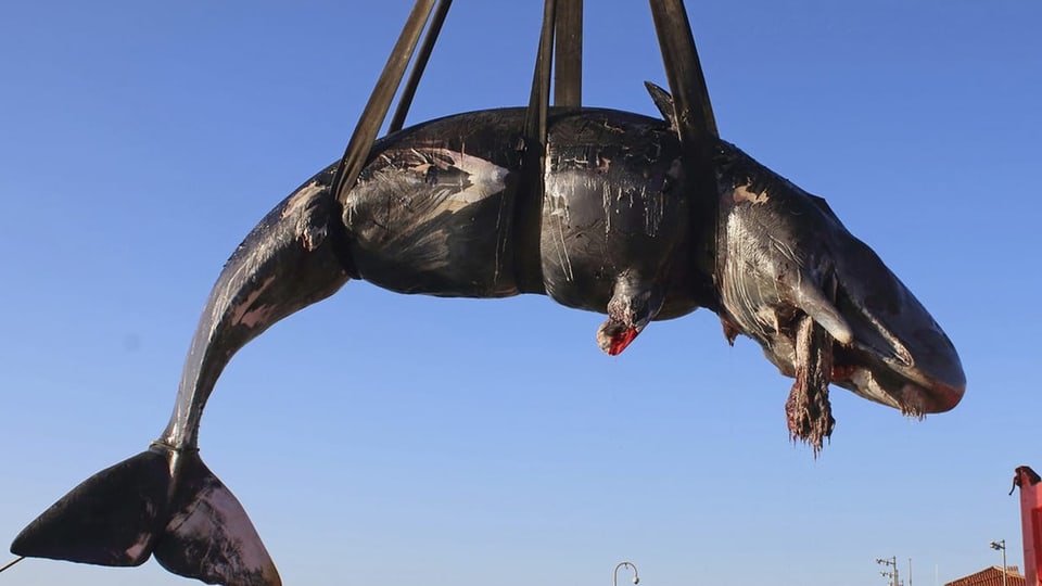 Toter Wal wird in Italien geborgen