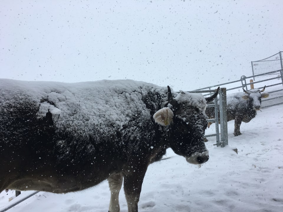 Zwei Kühe stehen draussen im Schnee, auf ihrem Fell bildet sich eine Schneeschicht.