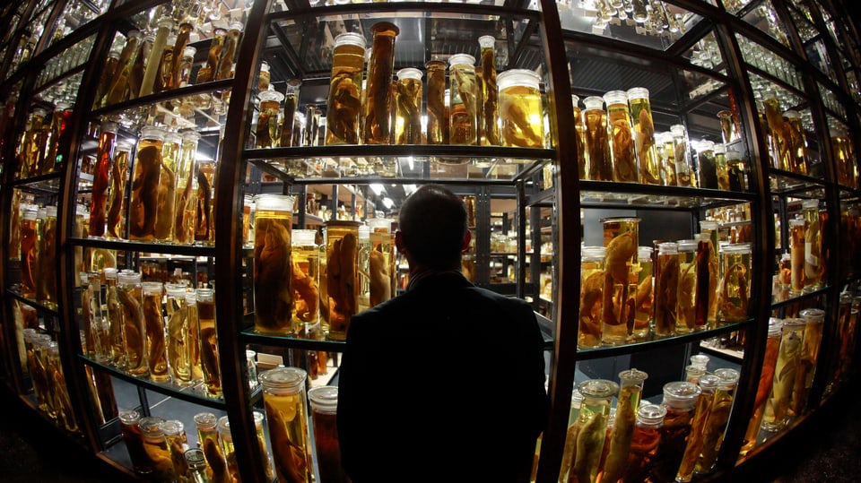 Fasziniert betrachtet ein Besucher die «Nass»-Sammlung des Berliner Museums für Naturkunde.
