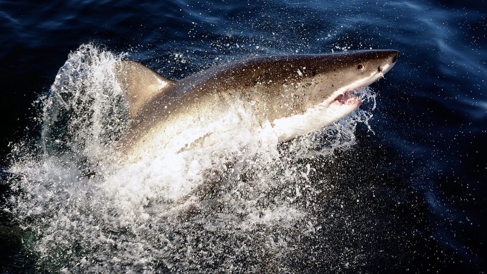 Natur & Tiere Wie der Weisse Hai tausende Kilometer schafft Wissen SRF