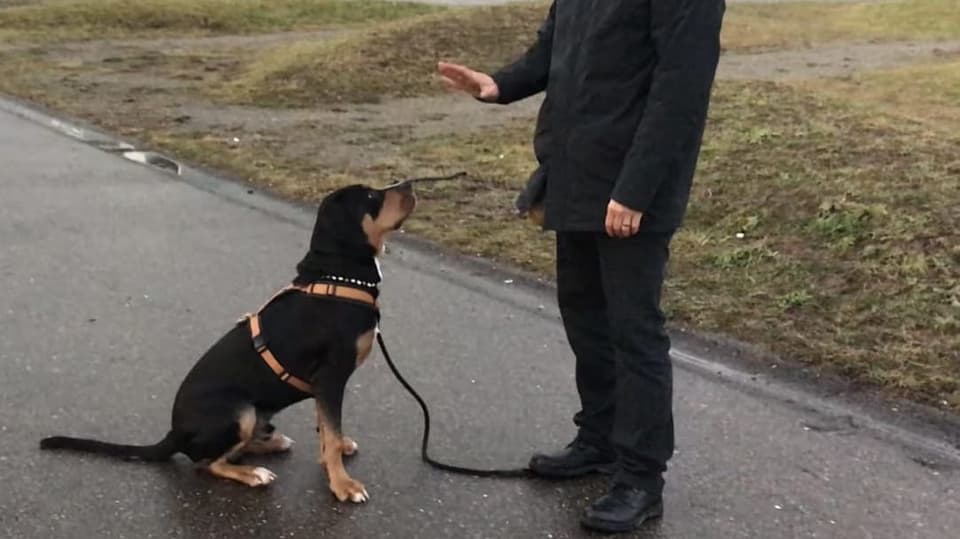 Hundegesetz und Wassergesetz sorgen für Kontroversen
