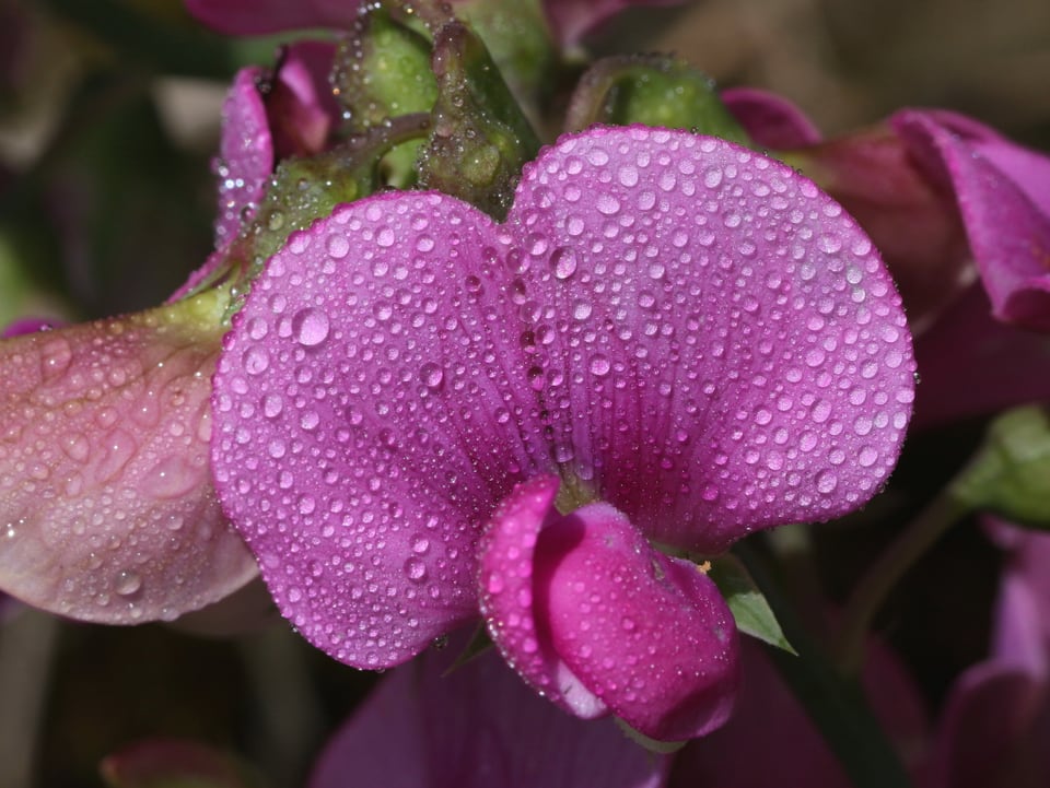 Violette Blume mit Tropfen.