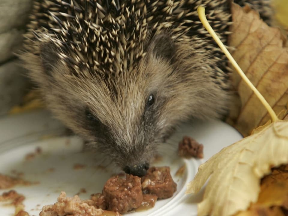 Igel isst Feuchtfutter aus einem Teller