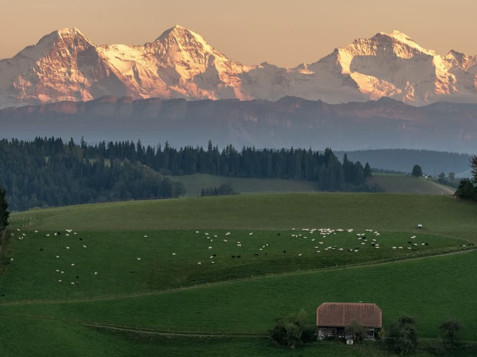 Beleuchtete Berge hinter Felder mit Schafen